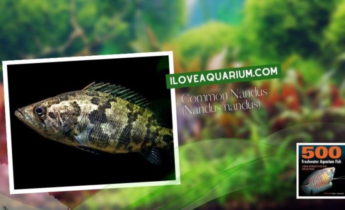 Ebook freshwater aquarium fish GOURAMIS and RELATIVES Common Nandus Nandus nandus