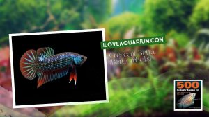 Ebook freshwater aquarium fish GOURAMIS and RELATIVES Crescent Betta Betta imbellis