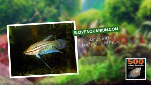 Ebook freshwater aquarium fish GOURAMIS and RELATIVES Croaking Gourami Trichopsis vittatus