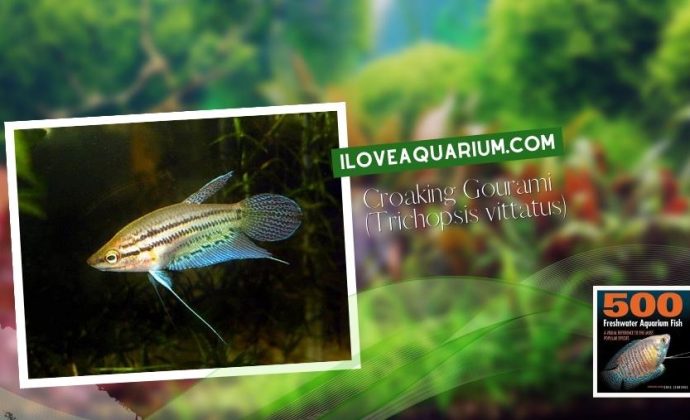 Ebook freshwater aquarium fish GOURAMIS and RELATIVES Croaking Gourami Trichopsis vittatus