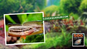 Ebook freshwater aquarium fish GOURAMIS and RELATIVES Days Spike tailed Paradise Fish Pseudosphromenus dayi
