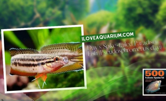 Ebook freshwater aquarium fish GOURAMIS and RELATIVES Days Spike tailed Paradise Fish Pseudosphromenus dayi