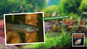 Ebook freshwater aquarium fish GOURAMIS and RELATIVES Dwarf Croaking Gourami Trichopsis pumilus