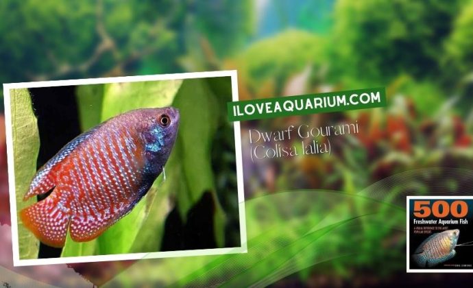 Ebook freshwater aquarium fish GOURAMIS and RELATIVES Dwarf Gourami Colisa lalia
