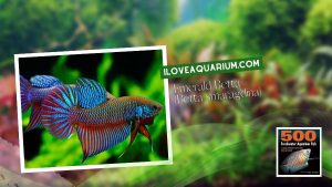 Ebook freshwater aquarium fish GOURAMIS and RELATIVES Emerald Betta Betta smaragdina