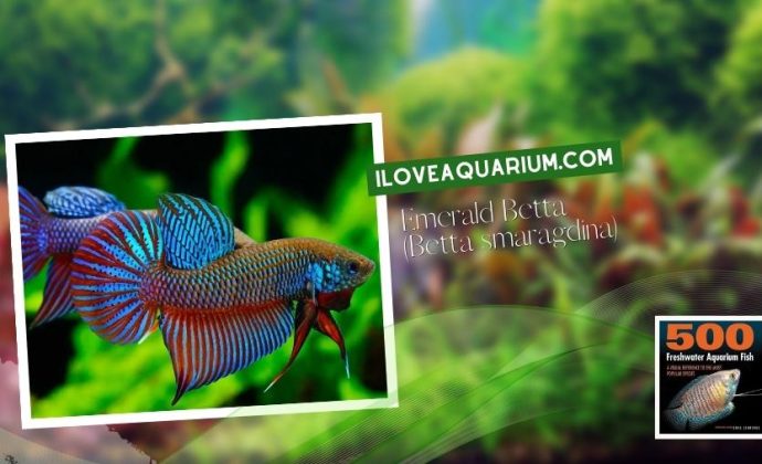 Ebook freshwater aquarium fish GOURAMIS and RELATIVES Emerald Betta Betta smaragdina