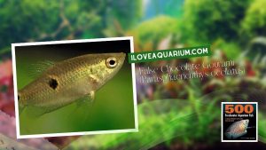 Ebook freshwater aquarium fish GOURAMIS and RELATIVES False Chocolate Gourami Parasphaerichthys ocellatus