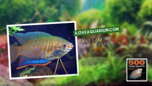 Ebook freshwater aquarium fish GOURAMIS and RELATIVES Giant Gourami Colisa fasciata