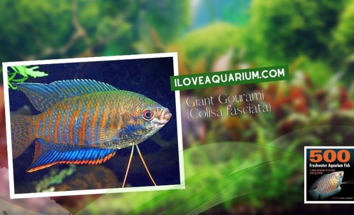 Ebook freshwater aquarium fish GOURAMIS and RELATIVES Giant Gourami Colisa fasciata