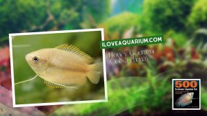 Ebook freshwater aquarium fish GOURAMIS and RELATIVES Honey Gourami Colisa chuna