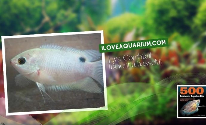 Ebook freshwater aquarium fish GOURAMIS and RELATIVES Java Combtail Belontia hasselti