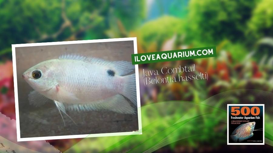 Ebook freshwater aquarium fish GOURAMIS and RELATIVES Java Combtail Belontia hasselti