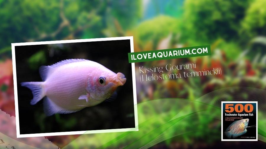 Ebook freshwater aquarium fish GOURAMIS and RELATIVES Kissing Gourami Helostoma temminckii