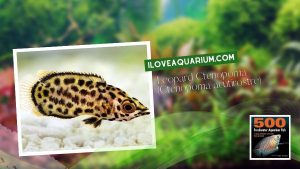 Ebook freshwater aquarium fish GOURAMIS and RELATIVES Leopard Ctenopoma Ctenopoma acutirostre