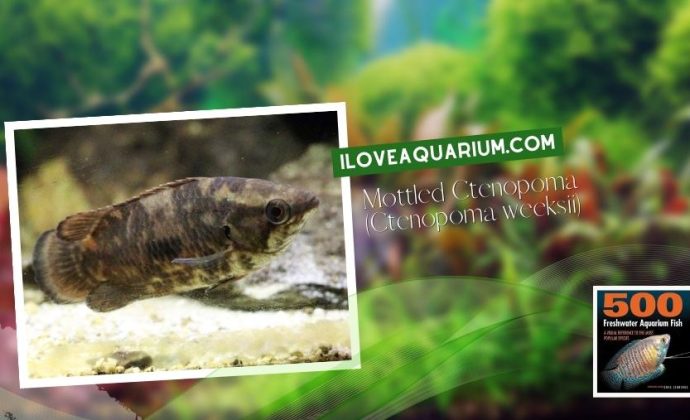 Ebook freshwater aquarium fish GOURAMIS and RELATIVES Mottled Ctenopoma Ctenopoma weeksii