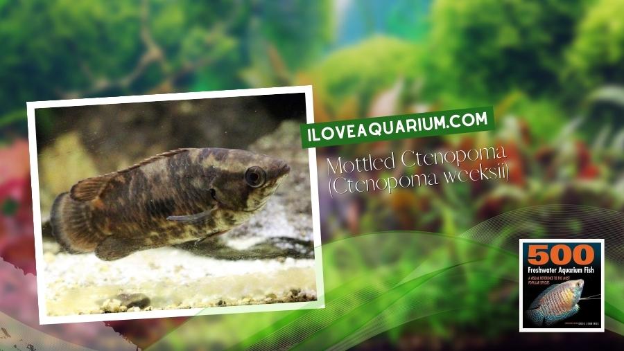 Ebook freshwater aquarium fish GOURAMIS and RELATIVES Mottled Ctenopoma Ctenopoma weeksii