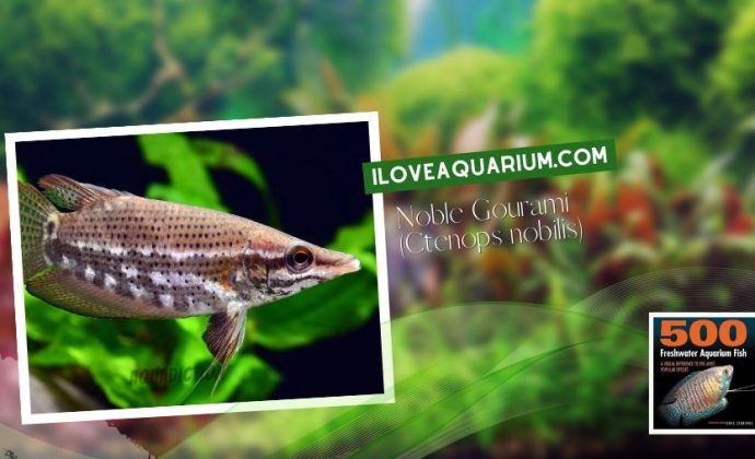 Ebook freshwater aquarium fish GOURAMIS and RELATIVES Noble Gourami Ctenops nobilis