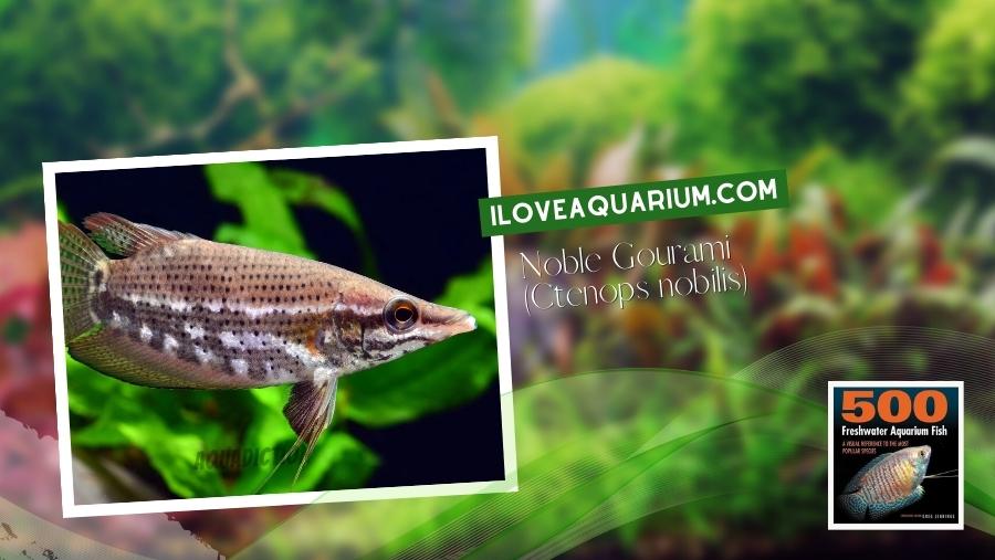 Ebook freshwater aquarium fish GOURAMIS and RELATIVES Noble Gourami Ctenops nobilis