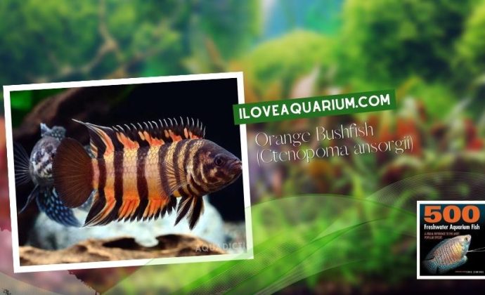 Ebook freshwater aquarium fish GOURAMIS and RELATIVES Orange Bushfish Ctenopoma ansorgii