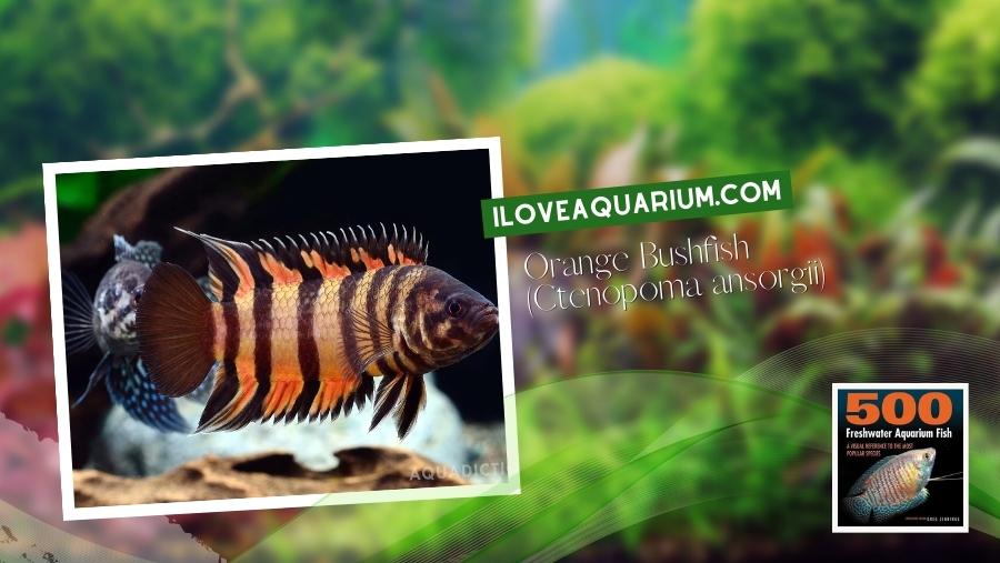 Ebook freshwater aquarium fish GOURAMIS and RELATIVES Orange Bushfish Ctenopoma ansorgii