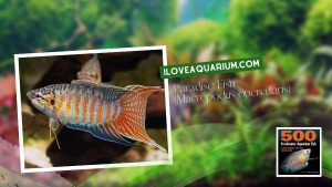Ebook freshwater aquarium fish GOURAMIS and RELATIVES Paradise Fish Macropodus opercularis