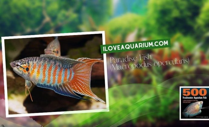 Ebook freshwater aquarium fish GOURAMIS and RELATIVES Paradise Fish Macropodus opercularis