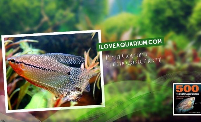 Ebook freshwater aquarium fish GOURAMIS and RELATIVES Pearl Gourami Trichogaster leeri