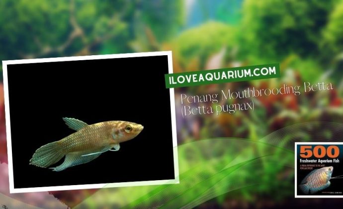 Ebook freshwater aquarium fish GOURAMIS and RELATIVES Penang Mouthbrooding Betta Betta pugnax