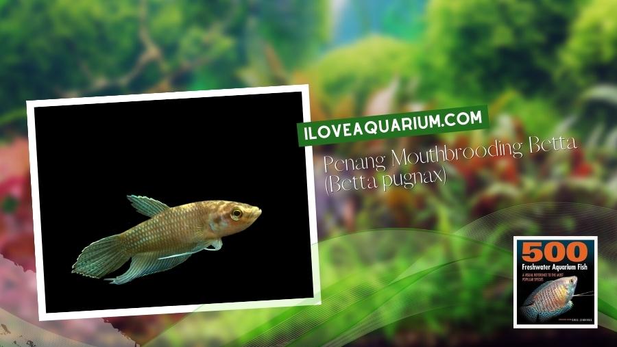 Ebook freshwater aquarium fish GOURAMIS and RELATIVES Penang Mouthbrooding Betta Betta pugnax