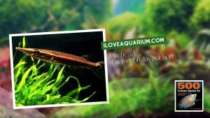 Ebook freshwater aquarium fish GOURAMIS and RELATIVES Pikehead Luciocephalus pulcher