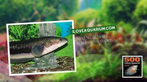 Ebook freshwater aquarium fish GOURAMIS and RELATIVES Red Snakehead Channa micropeltes