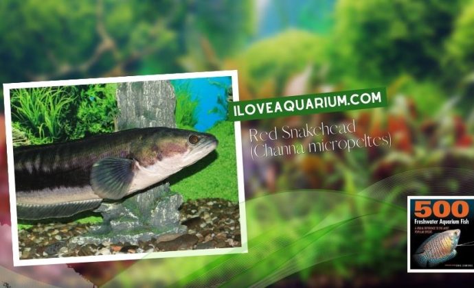 Ebook freshwater aquarium fish GOURAMIS and RELATIVES Red Snakehead Channa micropeltes