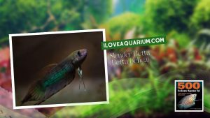 Ebook freshwater aquarium fish GOURAMIS and RELATIVES Slender Betta Betta bellica