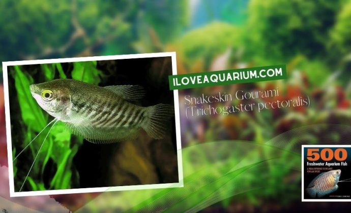 Ebook freshwater aquarium fish GOURAMIS and RELATIVES Snakeskin Gourami Trichogaster pectoralis