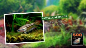 Ebook freshwater aquarium fish GOURAMIS and RELATIVES Sparkling Gourami Trichopsis schalleri
