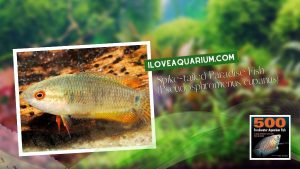 Ebook freshwater aquarium fish GOURAMIS and RELATIVES Spike tailed Paradise Fish Pseudosphromenus cupanus