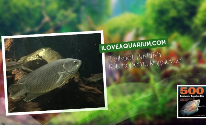 Ebook freshwater aquarium fish GOURAMIS and RELATIVES Tailspot Bushfish Ctenopoma kingsleyae