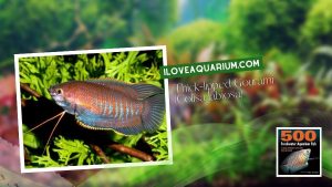 Ebook freshwater aquarium fish GOURAMIS and RELATIVES Thick lipped Gourami Colisa labiosa