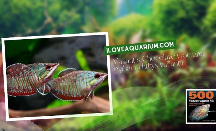 Ebook freshwater aquarium fish GOURAMIS and RELATIVES Vaillants Chocolate Gourami Sphaerichthys vaillanti
