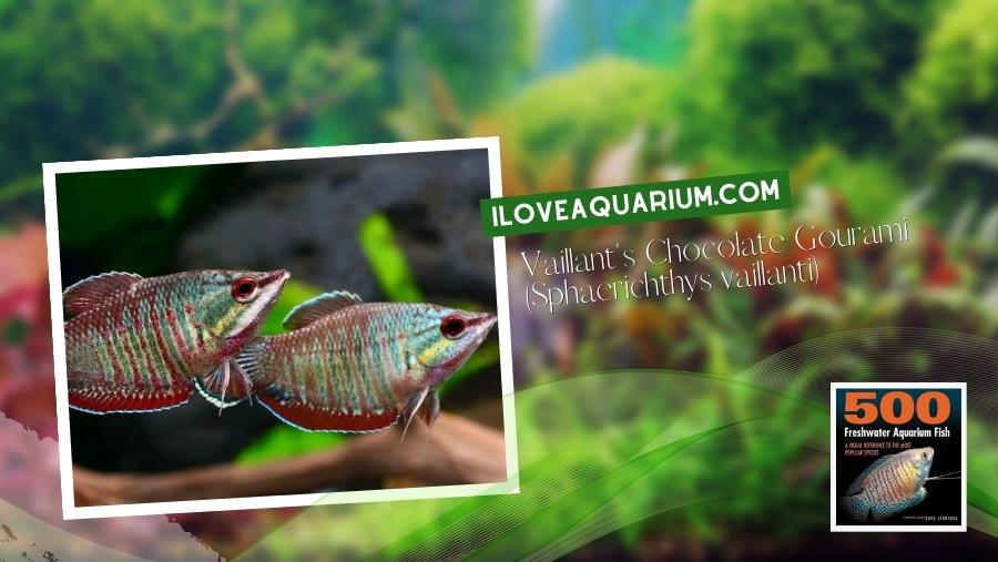 Ebook freshwater aquarium fish GOURAMIS and RELATIVES Vaillants Chocolate Gourami Sphaerichthys vaillanti