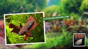 Ebook freshwater aquarium fish GOURAMIS and RELATIVES Wine Red Fighter Betta coccina
