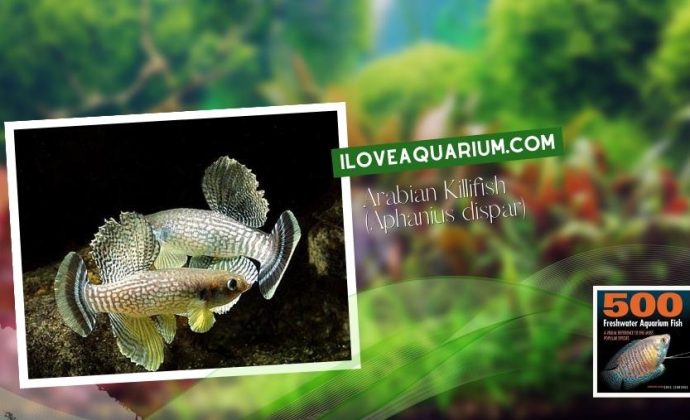 Ebook freshwater aquarium fish KILLIFISH Arabian Killifish Aphanius dispar