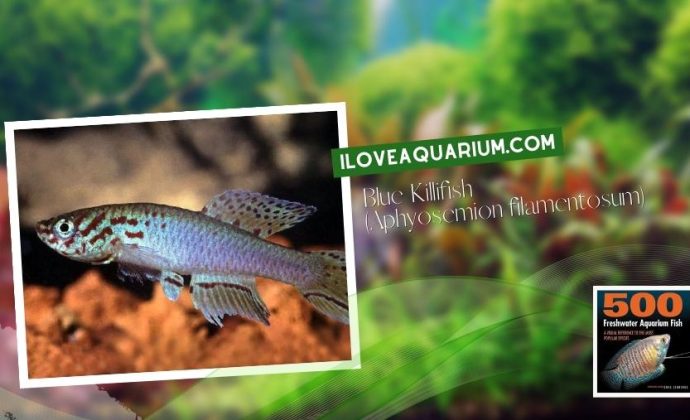 Ebook freshwater aquarium fish KILLIFISH Blue Killifish Aphyosemion filamentosum