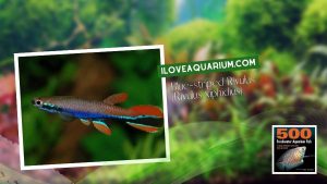 Ebook freshwater aquarium fish KILLIFISH Blue striped Rivulus Rivulus xiphidius