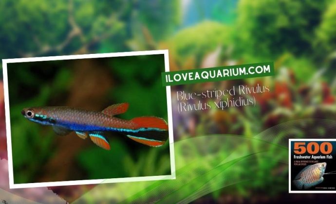 Ebook freshwater aquarium fish KILLIFISH Blue striped Rivulus Rivulus xiphidius