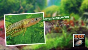 Ebook freshwater aquarium fish KILLIFISH Chapers Panchax Aplocheilus chaperi