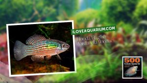 Ebook freshwater aquarium fish KILLIFISH Florida Flagfish Jordanella floridae