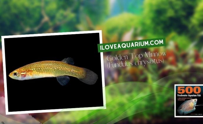 Ebook freshwater aquarium fish KILLIFISH Golden Top Minnow Fundulus chrysotus