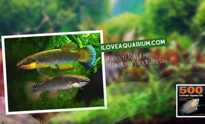 Ebook freshwater aquarium fish KILLIFISH Green Rivulus Rivulus cylindraceus