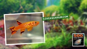 Ebook freshwater aquarium fish KILLIFISH Lyretail Aphyosemion australe